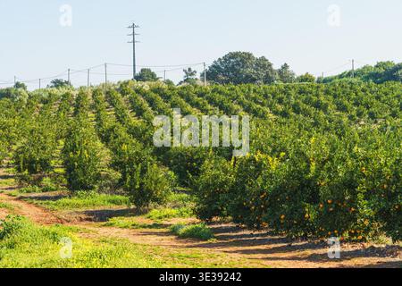 Lebhafter Zitrusgarten mit Reihen von Orangenbäumen unter einem klaren blauen Himmel. Stockfoto