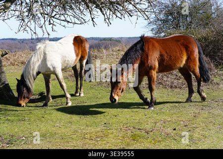 Zwei New Forest Ponys, ein Schiefer und eine Kastanie, weiden zusammen auf der Heide im New Forest National Park, Hampshire.Lyndhurst, England Stockfoto