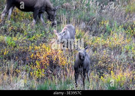 Elchkühe und zwei Kälber, die in hohem Gras und Herbstlaub in der Wildnis Alaskas stehen Stockfoto