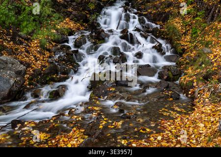 Der rauschende Wasserfall fließt über dunkle Felsen, umgeben von gelbem Herbstlaub in Alaska Stockfoto