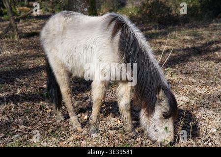 Ein graues New Forest Pony weidet zwischen Herbstblättern im New Forest National Park, Hampshire, England. Lyndhurst, England Stockfoto