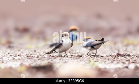 Drahtschwanzschwalben Hirundo smithii auf der Suche am Boden Stockfoto