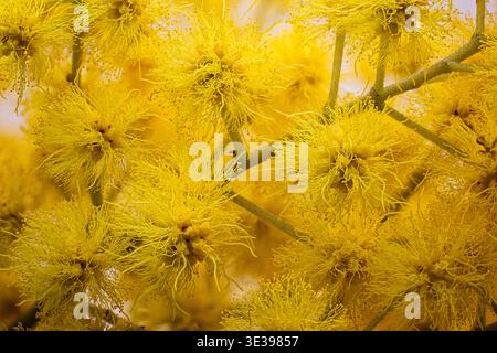 Mimosa (Acacia dealbata), Fabaceae. immergrüner Baum, Zierpflanze, gelbe Blume. Stockfoto