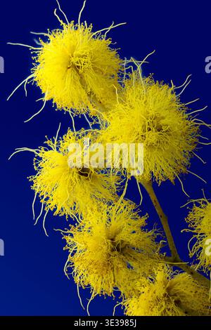 Mimosa (Acacia dealbata), Fabaceae. immergrüner Baum, Zierpflanze, gelbe Blume. Stockfoto