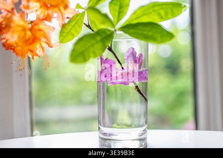 Flammenazalea Blüten und lila Rhododendronwildblumenzweig mit grünen Blättern durch helles Fensterlicht im Innenraum auf Tisch in Glasvase Stockfoto