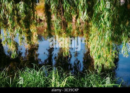 Christchurch, Neuseeland: Weinende Weidenzweige hängen über dem Heathcote River und erzeugen sanfte grüne Reflexe im ruhigen Wasser. Stockfoto