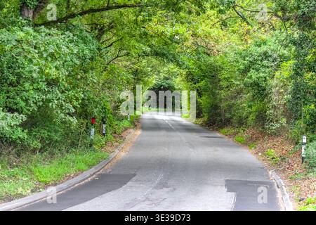 Gewundene Asphaltstraße durch einen üppig grünen Baumtunnel in der englischen Landschaft. Sonnenlicht filtert durch ein dichtes Baldachin und schafft einen ruhigen Pfad. Stockfoto