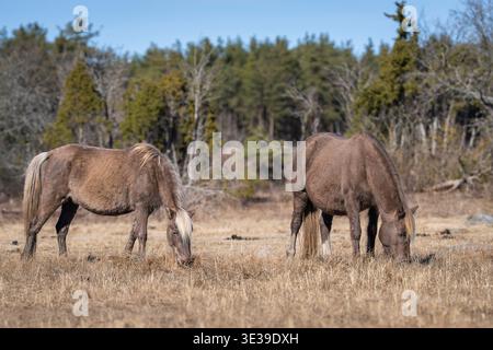 Zwei einheimische Estnische Pferde weiden auf einer trockenen Wiese, friedliche ländliche Landschaft mit Waldgrund. Ein Paar Ponys, die sich auf dem Land von Gras ernähren. Stockfoto