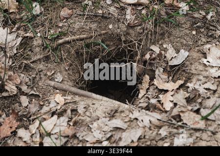 Badger-Höhle im Wald Stockfoto