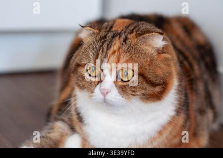 Eine wunderschöne dreifarbige schottische Faltkatze, die drinnen ruht und Platz für Text hat Stockfoto