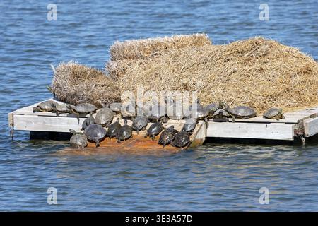 Rotrohrschildkröten (Trachemys scripta elegans) sonnen sich an einem frühen Frühlingnachmittag auf einer schwimmenden Entenplattform in Lee County, Iowa, USA. Dieses t Stockfoto
