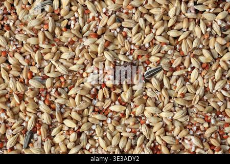 Nahaufnahme einer gemischten Mischung aus Wildvogelsamen mit Sonnenblumenkerne, Hirse und Körnertextur Stockfoto