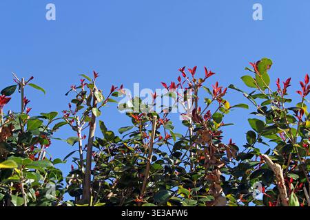 Neues Wachstum an einer kürzlich geschnittenen Lilienpille-Hecke in einem Garten Stockfoto