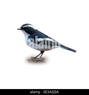 Eleganter Kleiner Rattenfänger, Der Auf Kleinem Stein Steht, Zeigt Kontrastierende Federn Und Eine Zarte Struktur Mit Scharfen Details Stockfoto