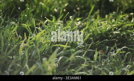 Üppiges grünes Gras mit Tautropfen. Federgabeln Stockfoto