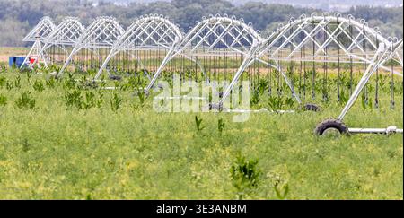 Ein mobiles Bewässerungssystem für Felder mit kultivierten Setzlingen im industriellen Maßstab Stockfoto