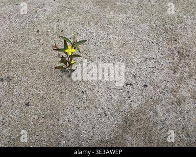 Eine einzelne gelbe Blume zeigt Hoffnung, Widerstandsfähigkeit und Wachstum aus Betonrissen. Kleine Pflanze symbolisiert Überleben und Stärke in rauer, städtischer Umgebung Stockfoto