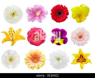 Set mit verschiedenen bunten Blumen isoliert auf weißem Hintergrund, Draufsicht Stockfoto