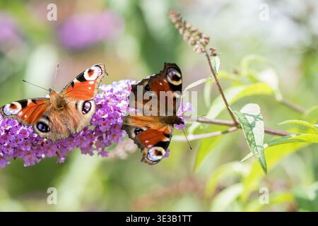 Pulsierender europäischer PfauenSchmetterling (Aglais io) Nektaring auf einer violetten Buddleja Davidii (Schmetterlingsbusch) Blume in einem sonnigen Sommergarten Stockfoto