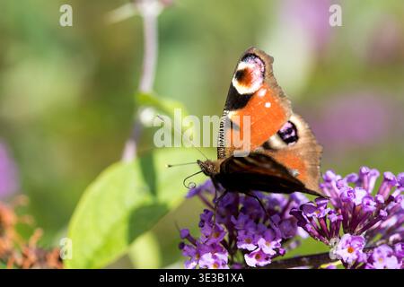 Pulsierender europäischer PfauenSchmetterling (Aglais io) Nektaring auf einer violetten Buddleja Davidii (Schmetterlingsbusch) Blume in einem sonnigen Sommergarten Stockfoto