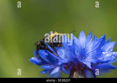 Nasse Hummel, die nach starkem Regen auf violetter Blüte mit grünem, verschwommenem Hintergrund ruht Stockfoto