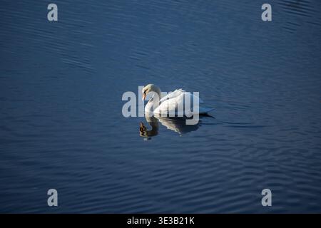 Weißer Schwan auf See im Sonnenlicht mit Reflexion in der stillen Wasseroberfläche Stockfoto