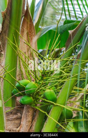 Grüne Kokosnüsse wachsen auf Palmen im tropischen Garten Stockfoto
