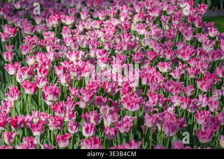 Wunderschöne Reihen von zarten rosa und weißen Tulpen in einem sonnendurchfluteten Garten. Eine klassische Frühlingsszene, die Reinheit, Wachstum und den Gipfel des blühenden Meeres repräsentiert Stockfoto