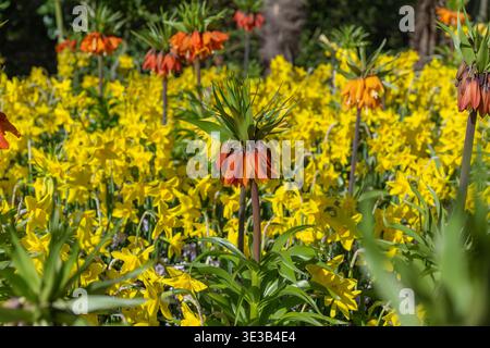 Nahaufnahme exotischer roter Papageientulpen mit gelben Streifen und gerafften Kanten. Eine detaillierte Aufnahme einzigartiger Blumenstrukturen und warmer Frühlingsfarben. Stockfoto