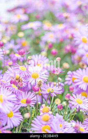 Ein lebhaftes Nahfoto eines Feldes aus violetten Gänseblümchen in natürlicher Frühlingsstimmung. Stockfoto