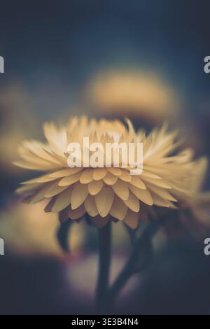 Eine zarte Chrysanthemenblume mit cremegelben Blüten vor einem sanft verschwommenen Vintage-Hintergrund. Stockfoto