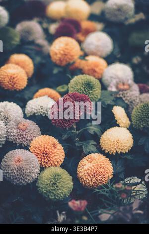 Ein Nahaufnahme-Foto mit einer lebendigen Auswahl an Chrysanthemen in einer weichen Umgebung mit natürlichem Licht. Das Bouquet ist dicht verpackt und gefüllt mit Stockfoto