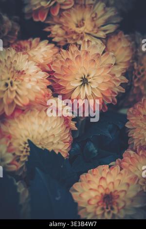 Warme Pfirsich-, blassorange- und cremegelbe Chrysanthemenartige Blüten in Vintage-Ästhetik mit sanfter, diffuser Beleuchtung und dezenter Farbabstufung. Stockfoto