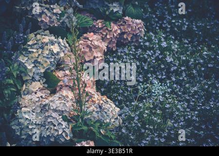 Aus nächster Nähe sehen Sie ein lebhaftes Blumenarrangement mit Hortensie-Blüten in verschiedenen sanften Rosa, hellem Lavendel und cremigem weiß gegen A Stockfoto