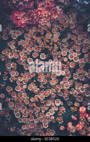 Ein Nahfoto eines lebendigen Blumenarrangements von oben mit sich überlappenden Chrysanthemen in warmem Orange, tiefem Rot und cremigem Weiss Stockfoto