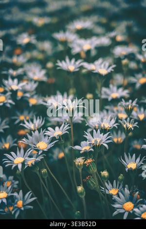 Ein Nahaufnahme aus einem flachen Winkel von einem dichten Feld von Gänseblümchen in einer weichen, Vintage-Ästhetik, die die zarten Blütenblätter und die lebendigen Zentren gegen A einfängt Stockfoto