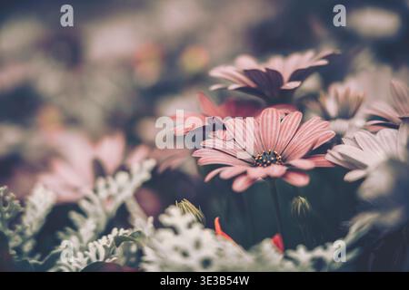 Eine sanft verschwommene Nahaufnahme eines zarten Blumenarrangements mit rosa und weißen, Gänseblümchen ähnlichen Blüten, die sich auf eine natürliche Outdoor-Szene konzentrieren. Das zentrale Fl Stockfoto