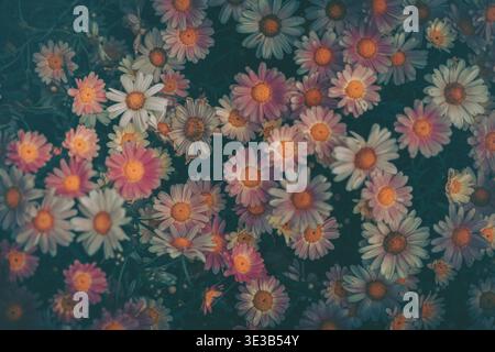 Ein lebendiges Nahfoto mit zahlreichen Gänseblümchen-ähnlichen Blumen in unterschiedlichen Farben und hellen Mittelpunkten, die in einem malerischen Muster angeordnet sind. Das Bild Stockfoto