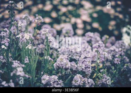 Eine sanfte Szene mit zarten, hellvioletten Blüten in voller Blüte, mit sanften Lavendel- und blassvioletten Farben, einer Vintage-Ästhetik und einem sanft verschwommenen Ba Stockfoto