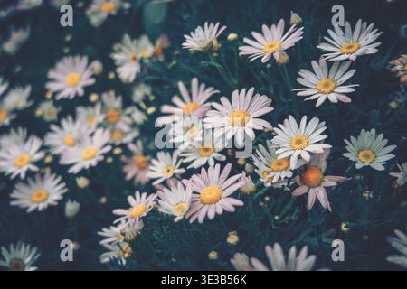Ein Makrofoto in Nahaufnahme mit leuchtenden Gänseblümchen vor dunklem, strukturiertem Hintergrund in Vintage-Optik. Stockfoto