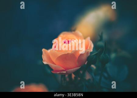 Eine sanft fokussierte Nahaufnahme, die eine einzelne zarte Rose in voller Blüte einfängt. Der helle Pfirsich- oder helle Korallenfarbton mit sich überlappenden Blütenblättern und dezenten Gradien Stockfoto