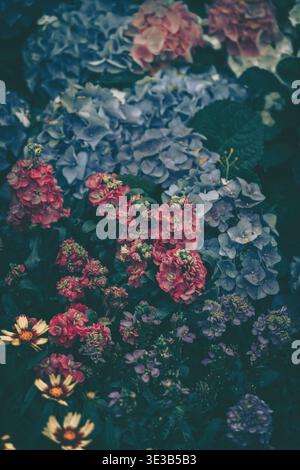 Ein vertikales Nahfoto, das ein dichtes Blumenarrangement in einer Vintage-Umgebung mit sanftem Licht zeigt. Bunte Hortensie und andere Blumen Stockfoto