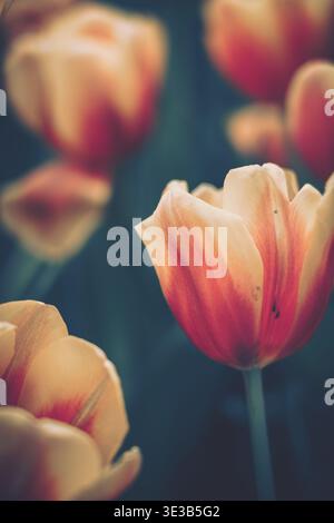 Ein sanftes, natürliches Lichtfoto einer einzelnen Tulpenblüte in voller Blüte vor einem dunklen, unscharfen Hintergrund. Die cremigen blassgelben Blütenblätter übergehen Stockfoto