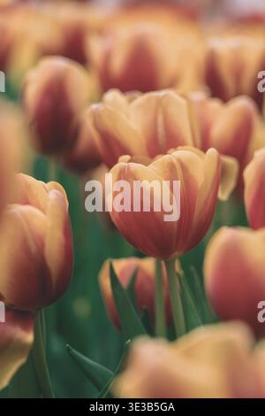 Ein Nahaufnahme-Foto zeigt ein lebhaftes Tulpenfeld mit warmen pfirsichfarbenen und cremegelben Blütenblättern in voller Blüte, aufgenommen in einem weichen Vintage Stockfoto