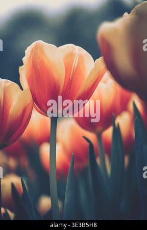 Ein ruhiges Tulpenfeld in voller Blüte vor einem weichen, verschwommenen Hintergrund, mit Nahaufnahme einer prominenten Blume und der natürlichen Schönheit des Frühlings Stockfoto
