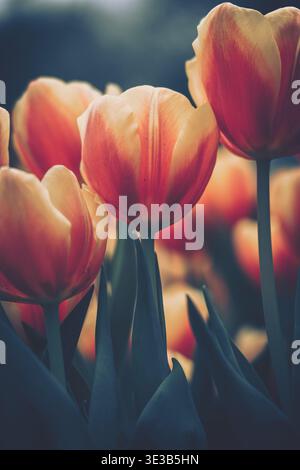Ein Nahaufnahme-Foto mit einer Tulpengruppe in voller Blüte vor einem weichen, verschwommenen Hintergrund. Die Blüten wechseln von tiefem Orange zu cremigem Stockfoto