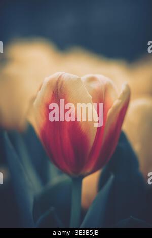 Ein Nahaufnahme-Foto, das eine einzelne Tulpe in voller Blüte mit einem reichen Farbverlauf von tiefrot bis cremigem Gelb zeigt. Die Blume hat detaillierte Blütenblätter und Stockfoto