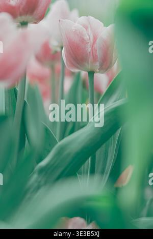 Ein zartes Arrangement aus rosa Rosen vor einem dunklen, strukturierten Hintergrund. Weiche Blütenblätter und natürliche Elemente sorgen für eine ruhige Frühlingsszene. Stockfoto