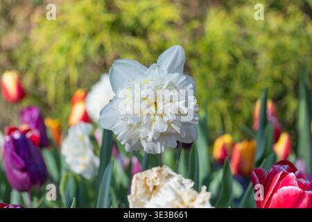 Ein Makrofoto, das eine einsame weiße Narzisse im scharfen Fokus zeigt, umgeben von violetten und roten Tulpen in einem lebendigen Blumenbeet. Stockfoto