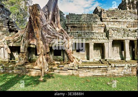 Riesige Baumwurzeln umschließen die Steinruinen des Tempels in Ta Prohm und zeigen, wie die Natur künstliche Stätten in Kambodscha erobert. Stockfoto